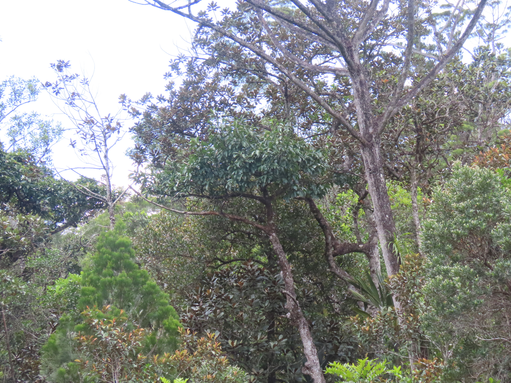 Imagem de Flor-de-cera
