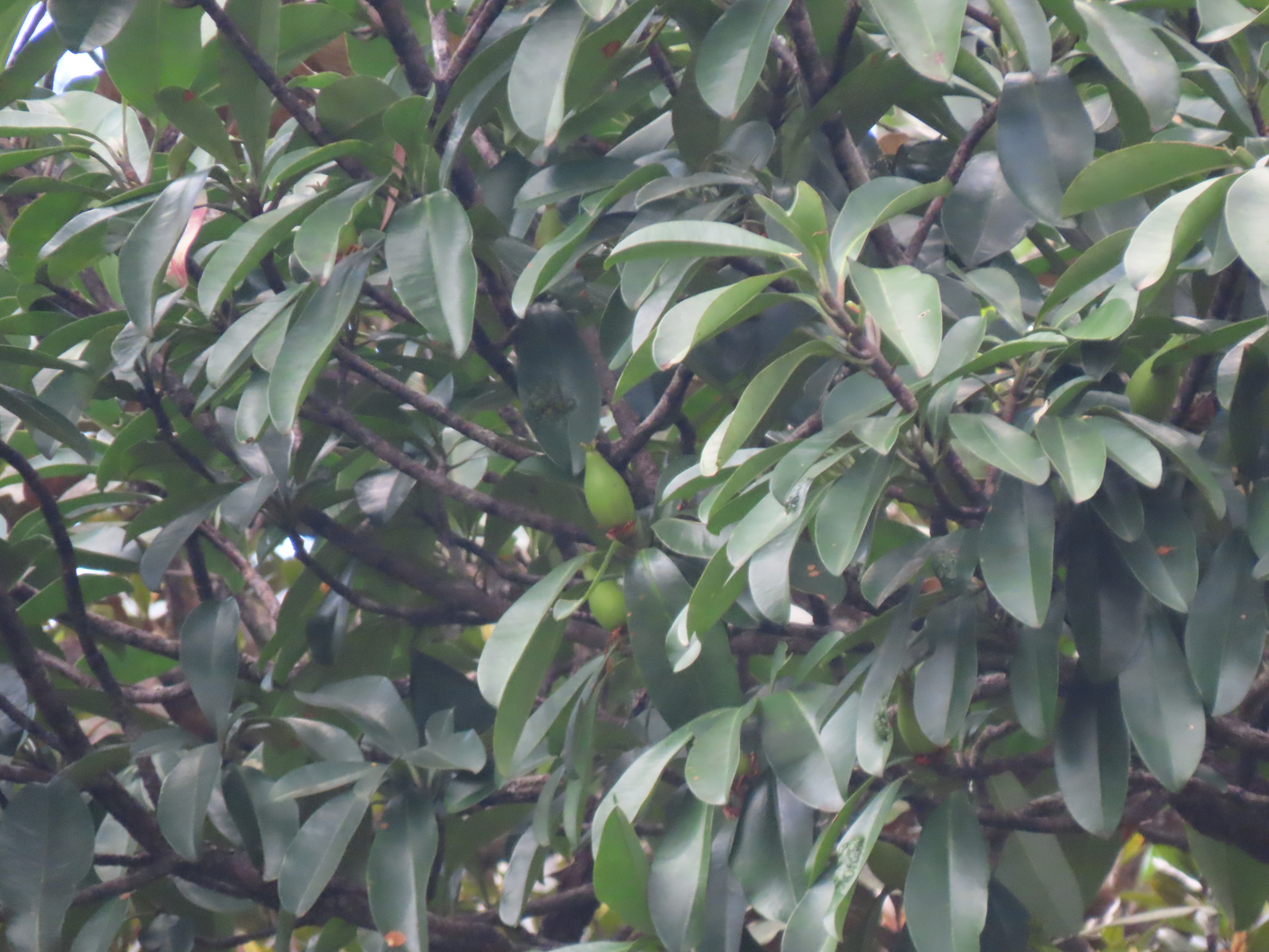 Imagem de Flor-de-cera