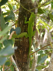 Anolis garmani