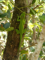 Anolis garmani