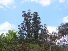 Agathis ovata