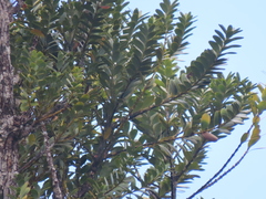 Agathis ovata