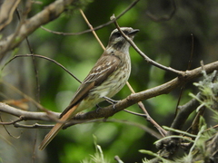 Empidonomus varius