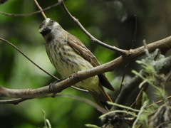 Empidonomus varius