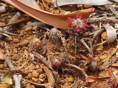 Drosera neocaledonica