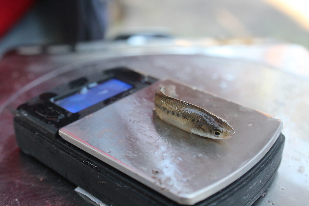 Baja California Killifish