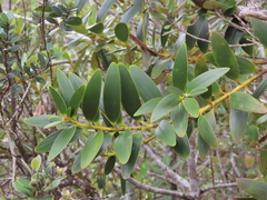 Agathis ovata