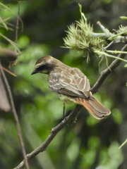 Empidonomus varius