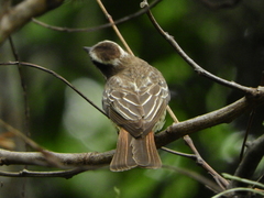 Empidonomus varius