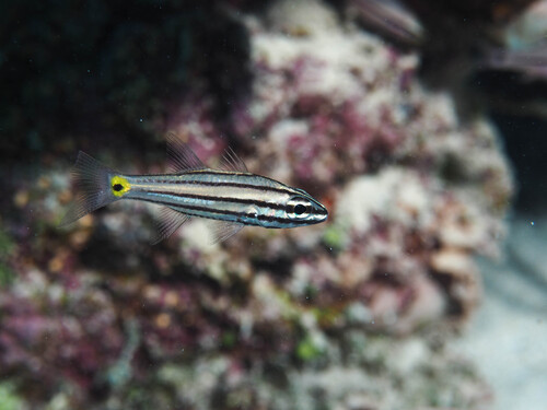 Dusky-tailed cardinalfish (Cheilodipterus isostigmus) — Apogonidae — 5