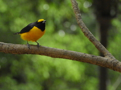 Euphonia chlorotica