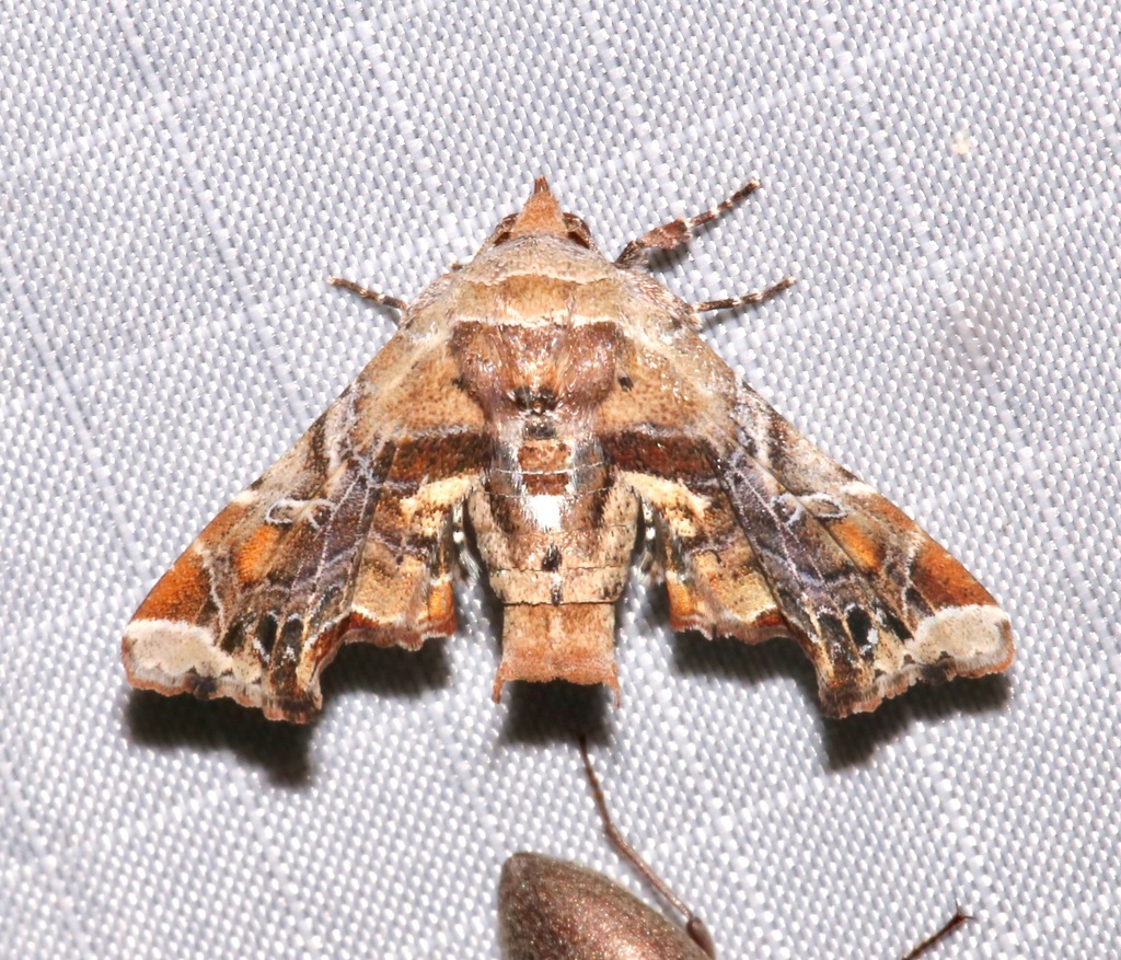 Marathyssa furcata