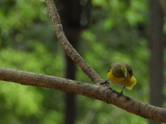 Euphonia chlorotica