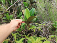 Garcinia amplexicaulis