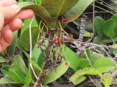 Garcinia amplexicaulis