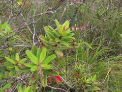 Hibbertia trachyphylla
