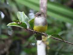 Eopsaltria flaviventris