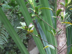 Eopsaltria flaviventris