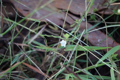 Ipomoea plebeia