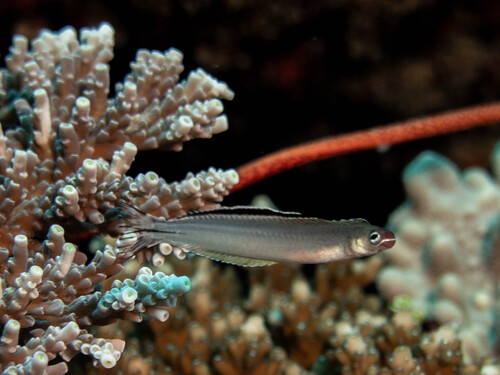 Imposter fangblenny (Plagiotremus phenax) — Blenniidae — 3