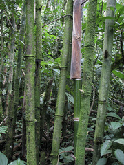 Guadua weberbaueri