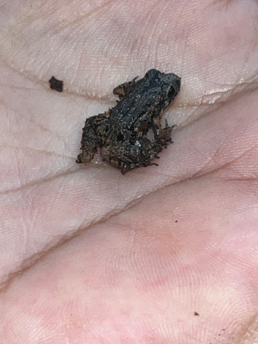 Bocage's Rocket Frog, Hyloxalus bocagei