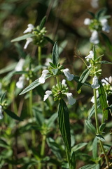 Leucas lavandulifolia