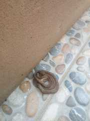 Pareas carinatus