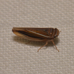 Idiodonus kennicotti