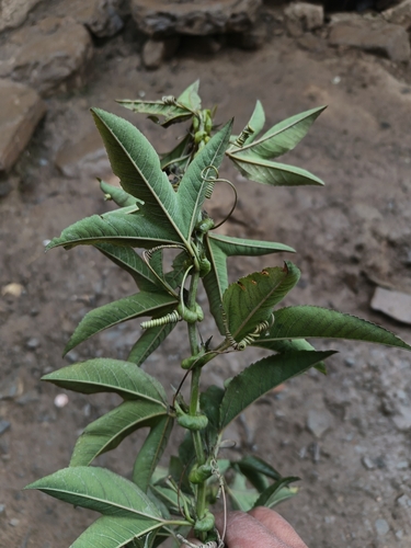 Passiflora tripartita