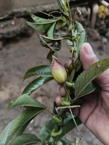 Passiflora tripartita