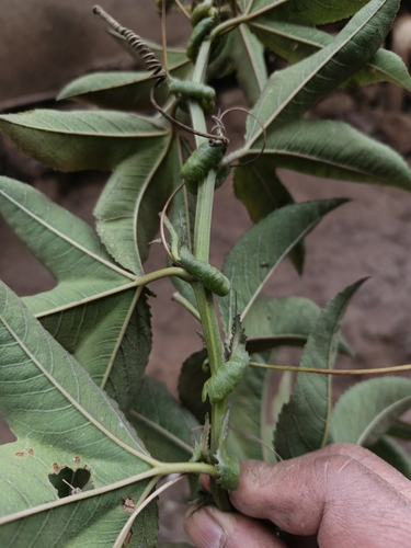 Passiflora tripartita