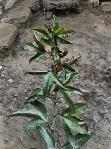 Passiflora tripartita