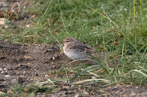 Hume's Short-toed Lark (Calandrella acutirostris), photo 2