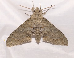Manduca muscosa
