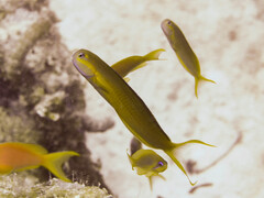 Midas Blenny photo 4