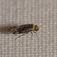 Trichadenotecnum alexanderae