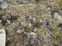 Armeria maritima sibirica