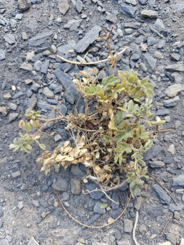 Kallstroemia boliviana (Kallstroemia boliviana)