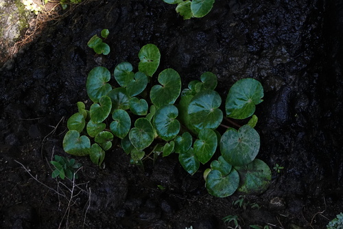Begonia fenicis iNat (3)