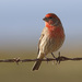 House Finch - Photo (c) Donna Pomeroy, some rights reserved (CC BY-NC), uploaded by Donna Pomeroy