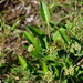 Parsonsia lanceolata - Photo (c) Bruce McLennan, alguns direitos reservados (CC BY-NC), uploaded by Bruce McLennan