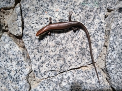 Marisora aquilonaria