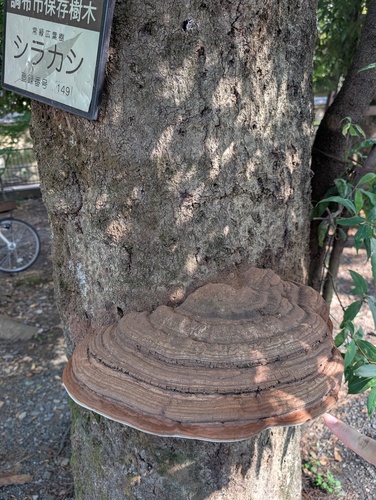 Ganoderma applanatum