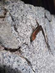 Marisora aquilonaria