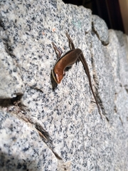 Marisora aquilonaria