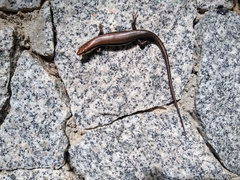 Marisora aquilonaria