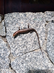 Marisora aquilonaria