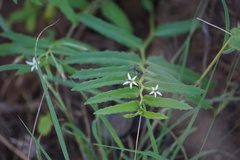 Lobelia concolor