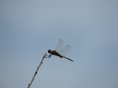 Tramea cophysa